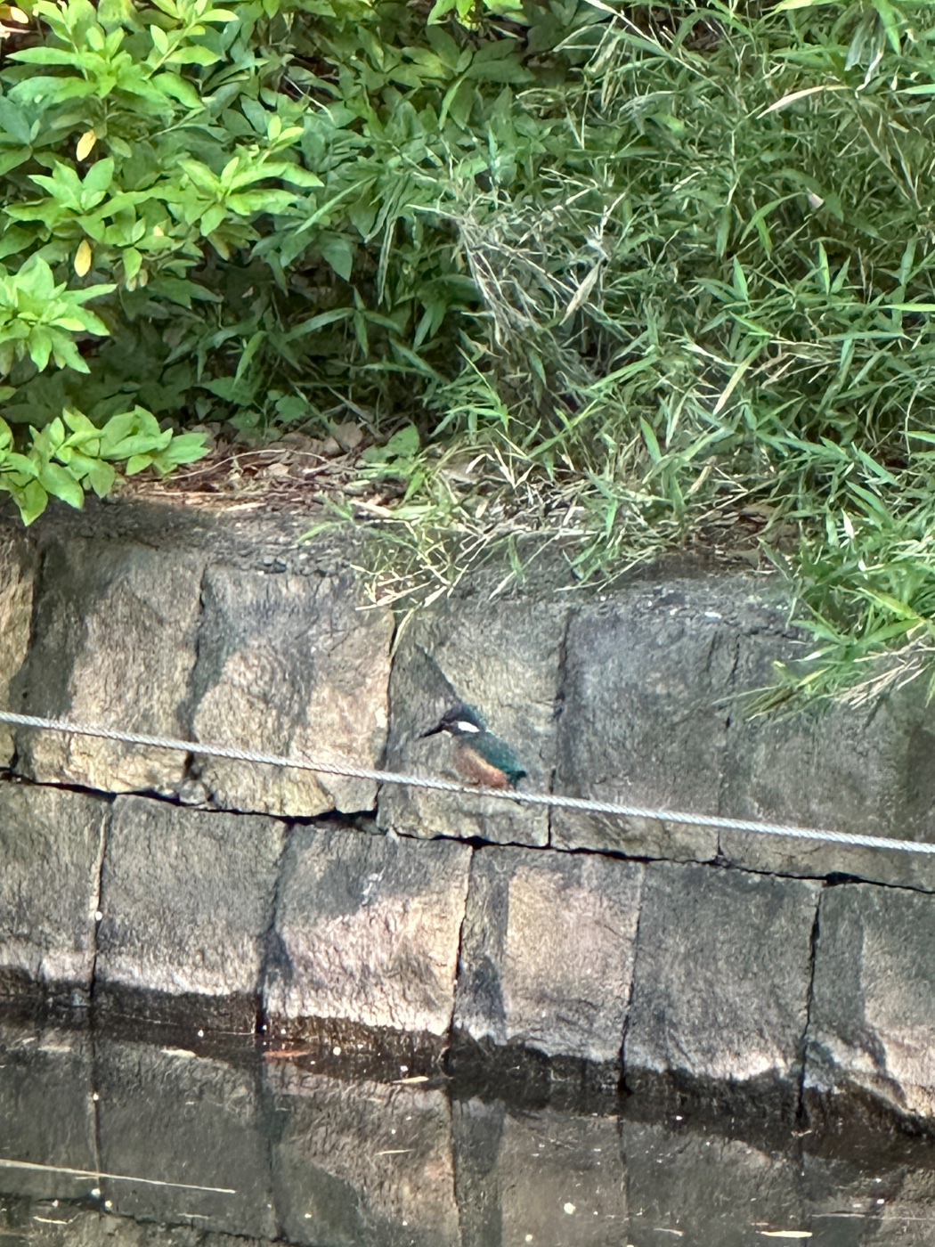 カワセミ