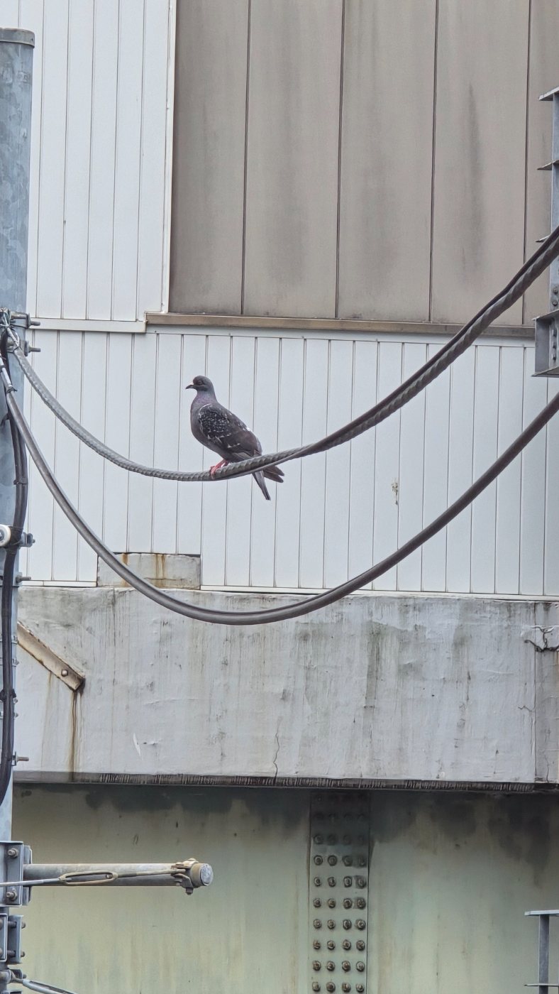 カワラバト