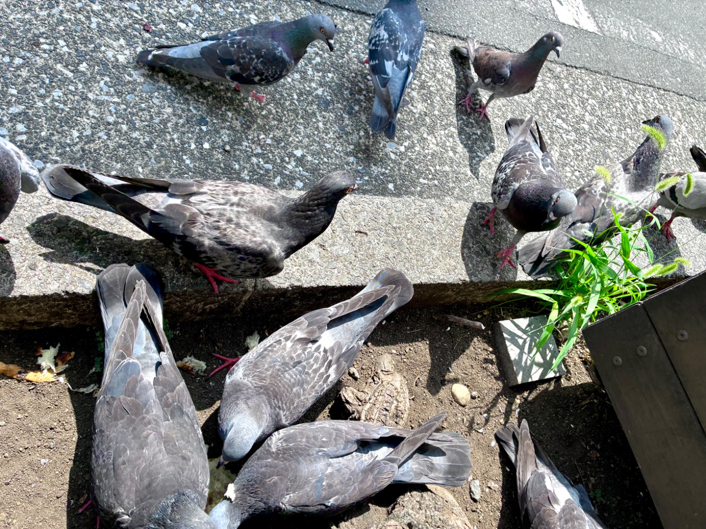 カワラバト