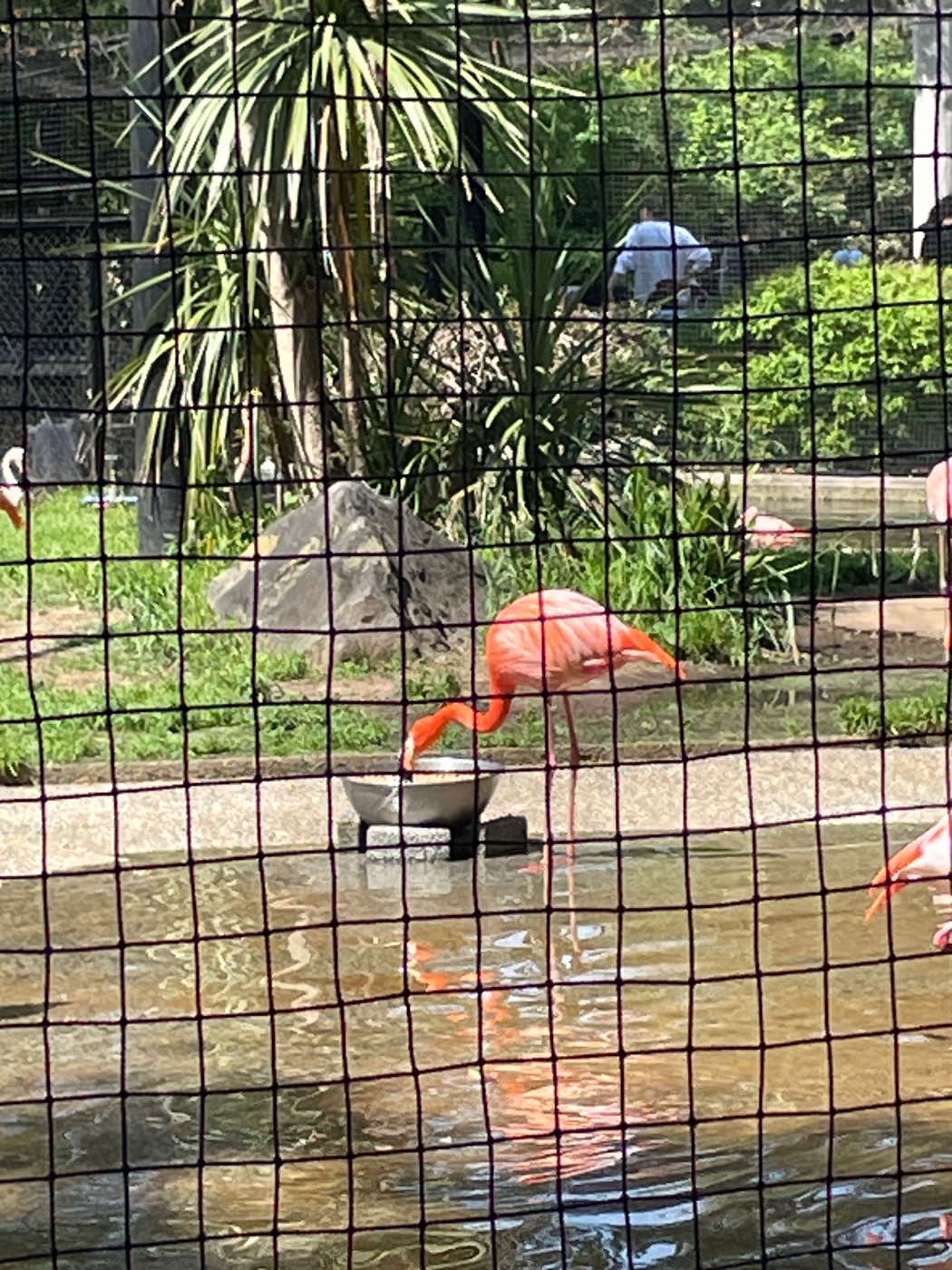 ベニイロフラミンゴ