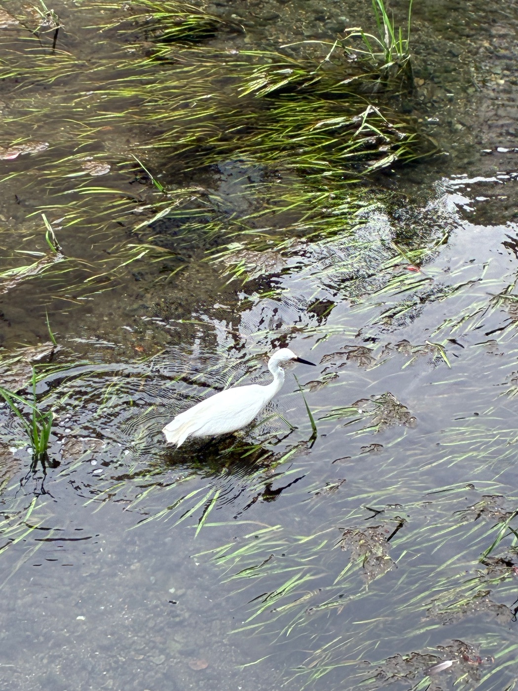 コサギ