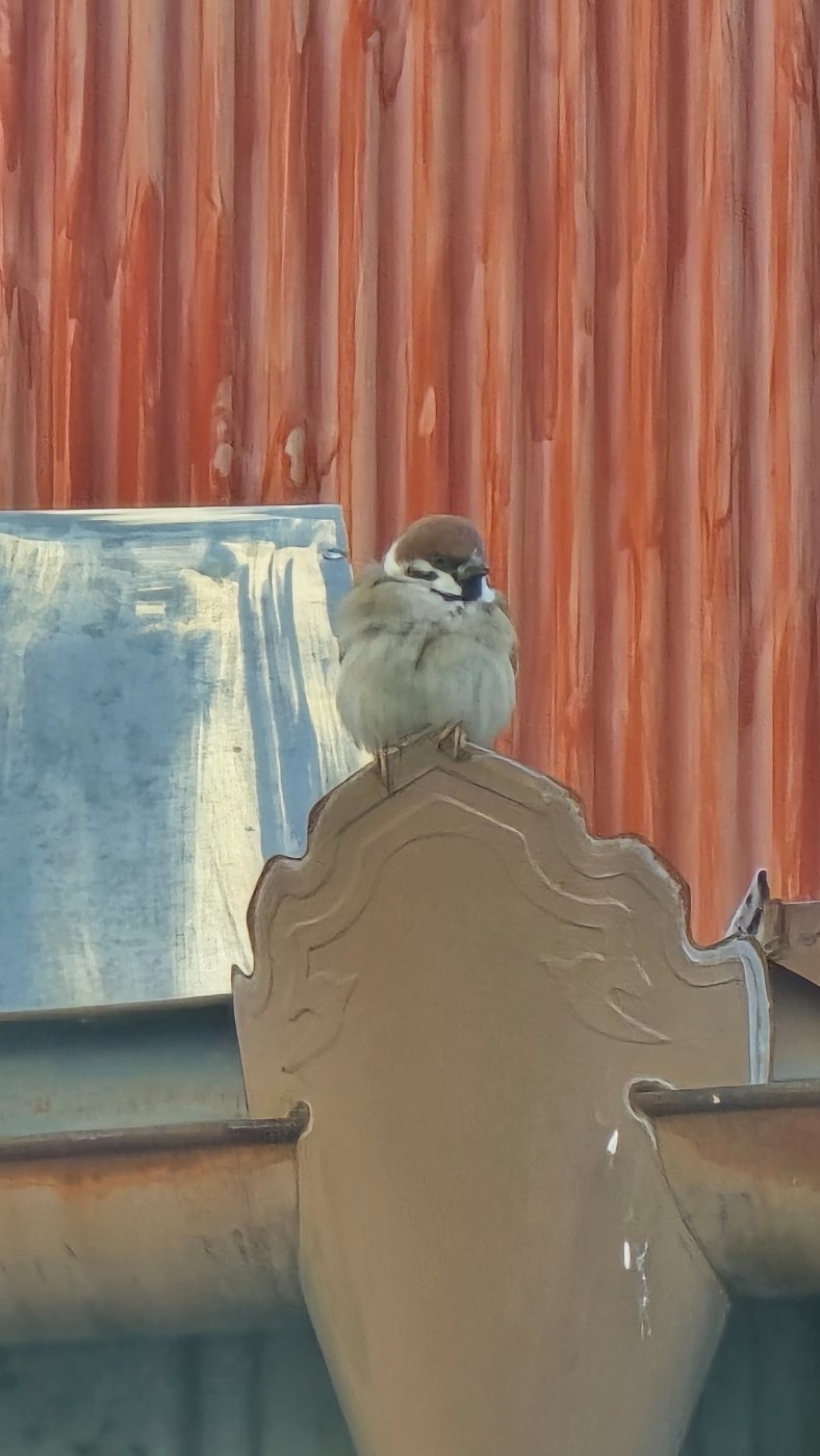 スズメ
