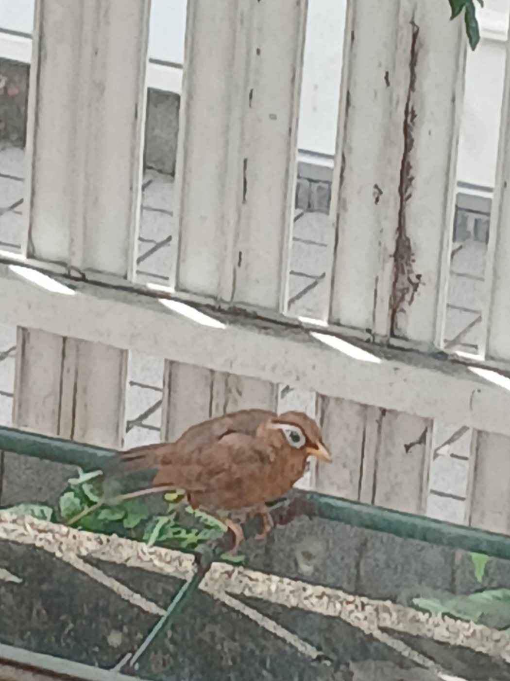 ガビチョウ