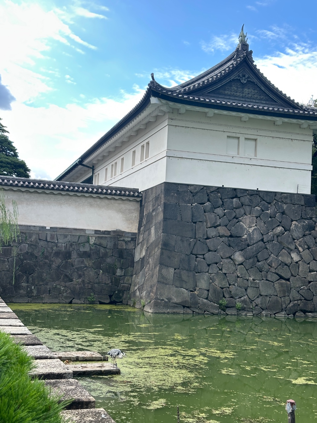 アオサギ