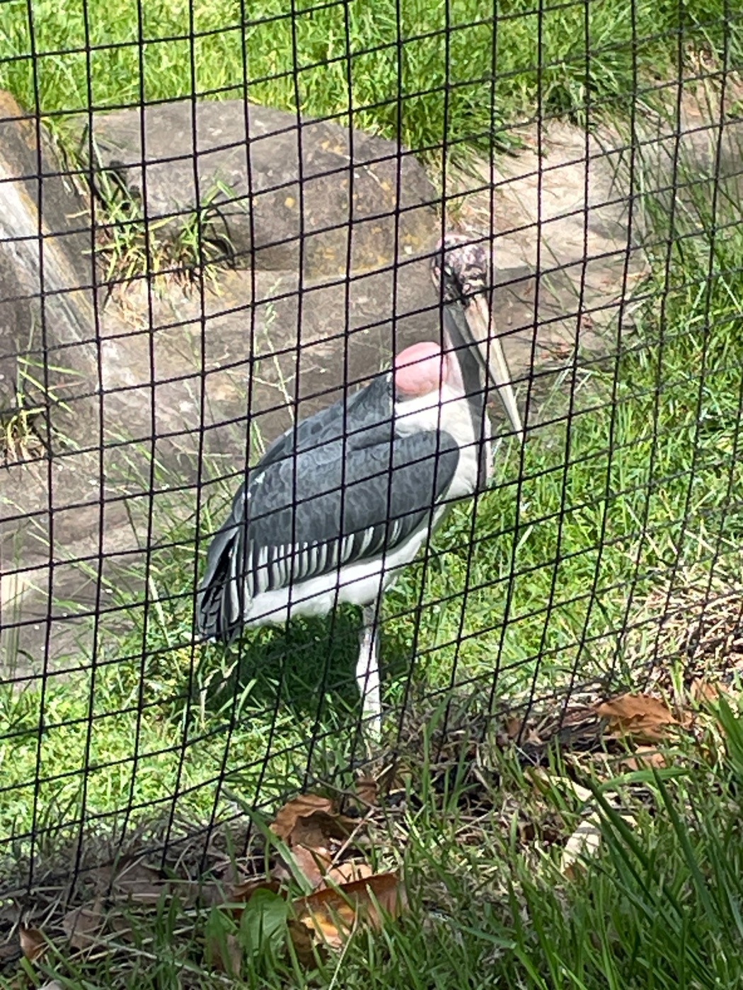 アフリカハゲコウ