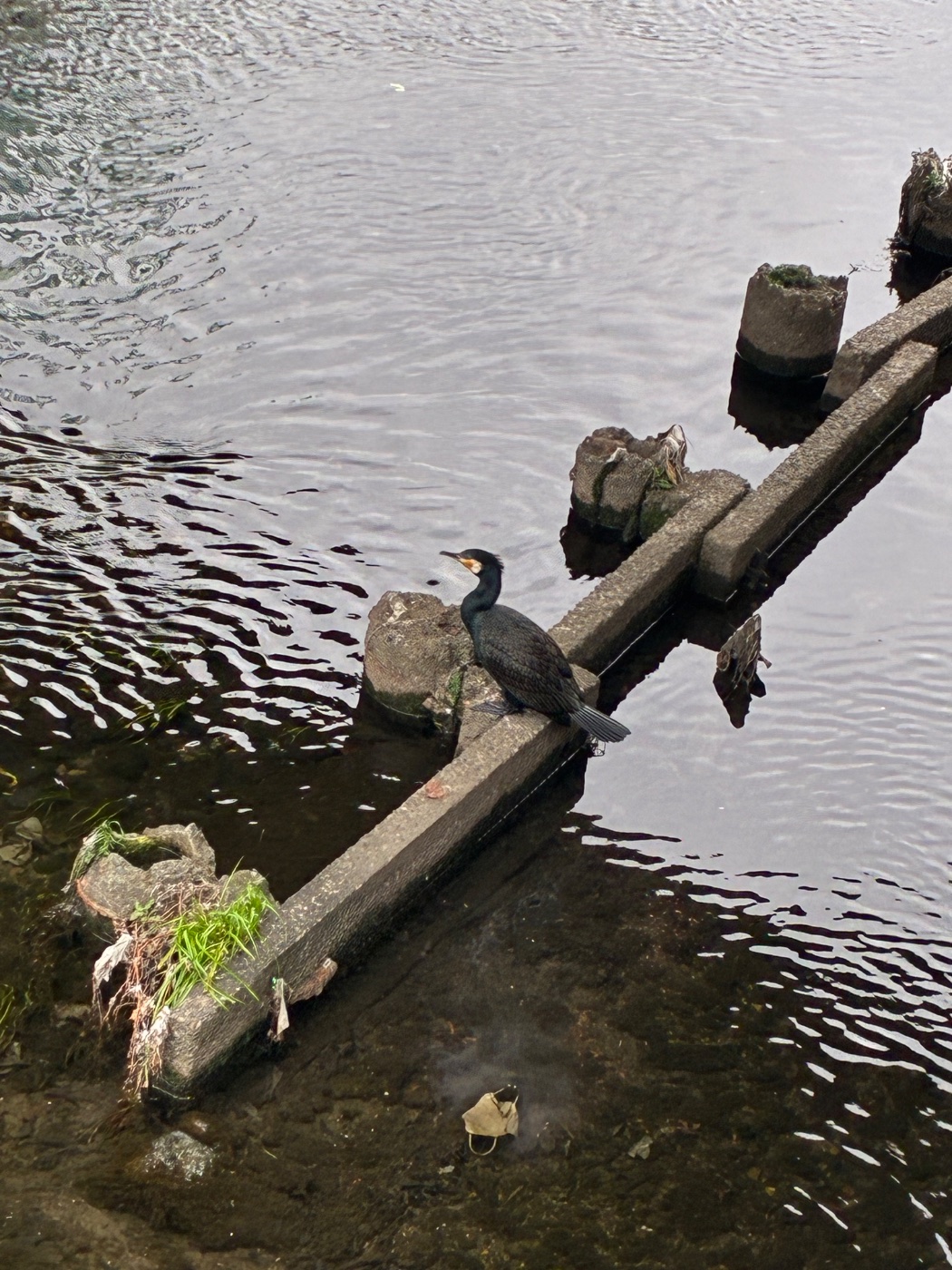 カワウ