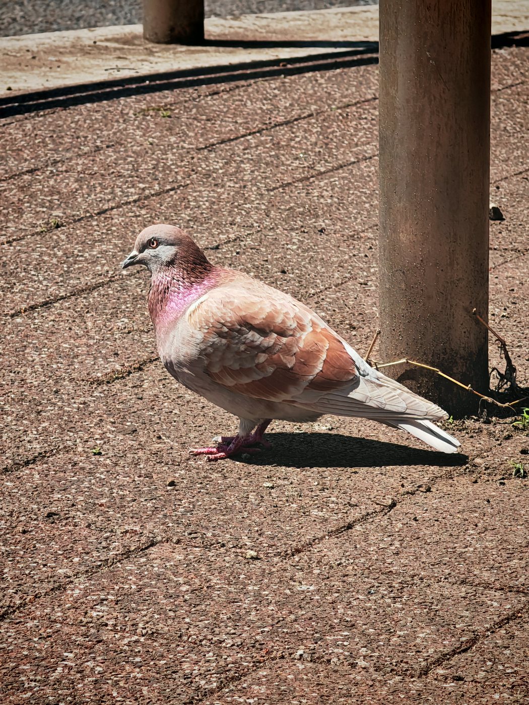 ドバト