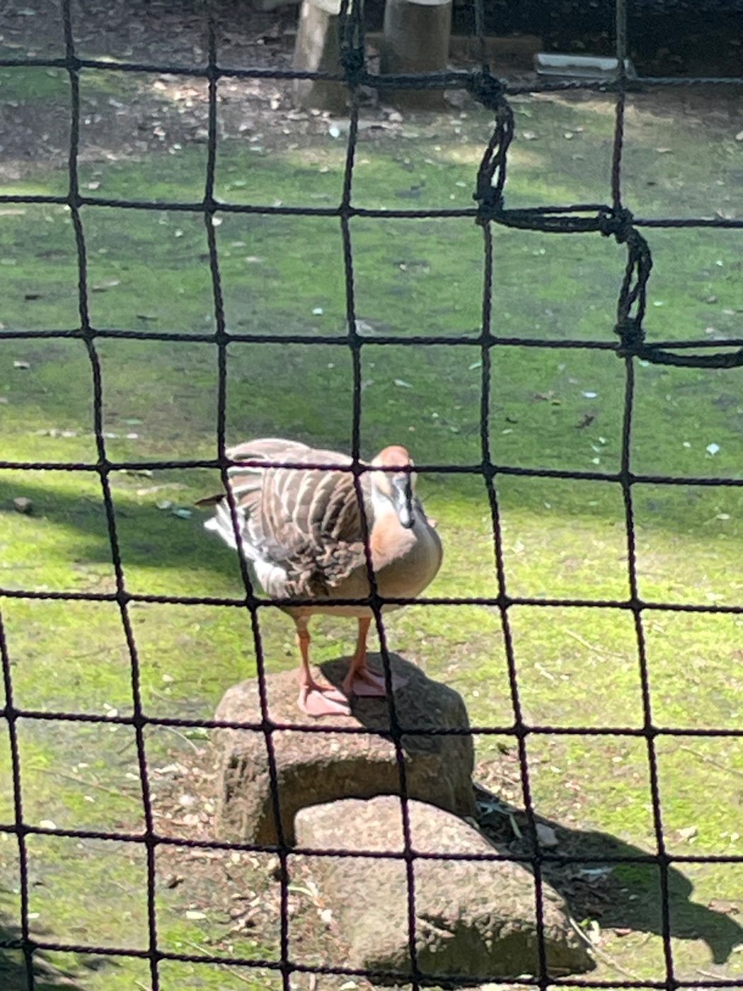 サカツラガン