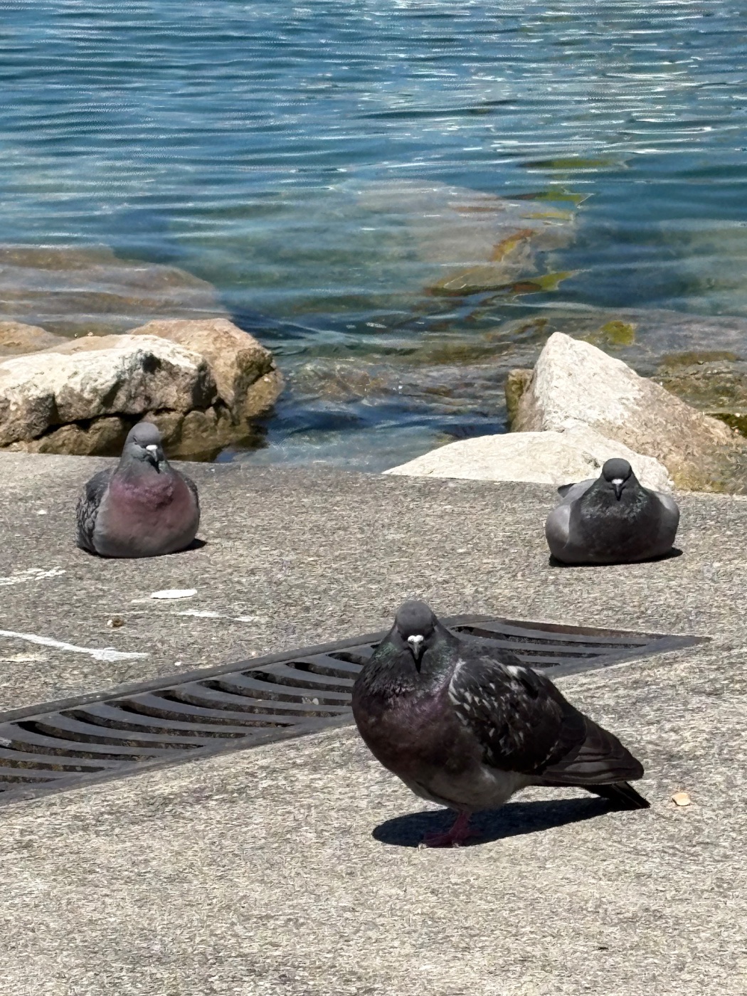 カワラバト
