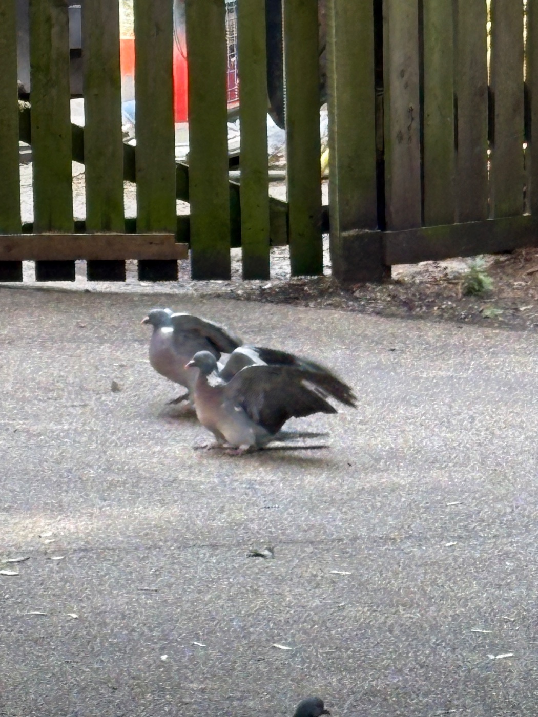 モリバト