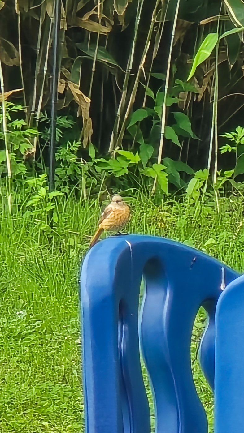 ジョウビタキ
