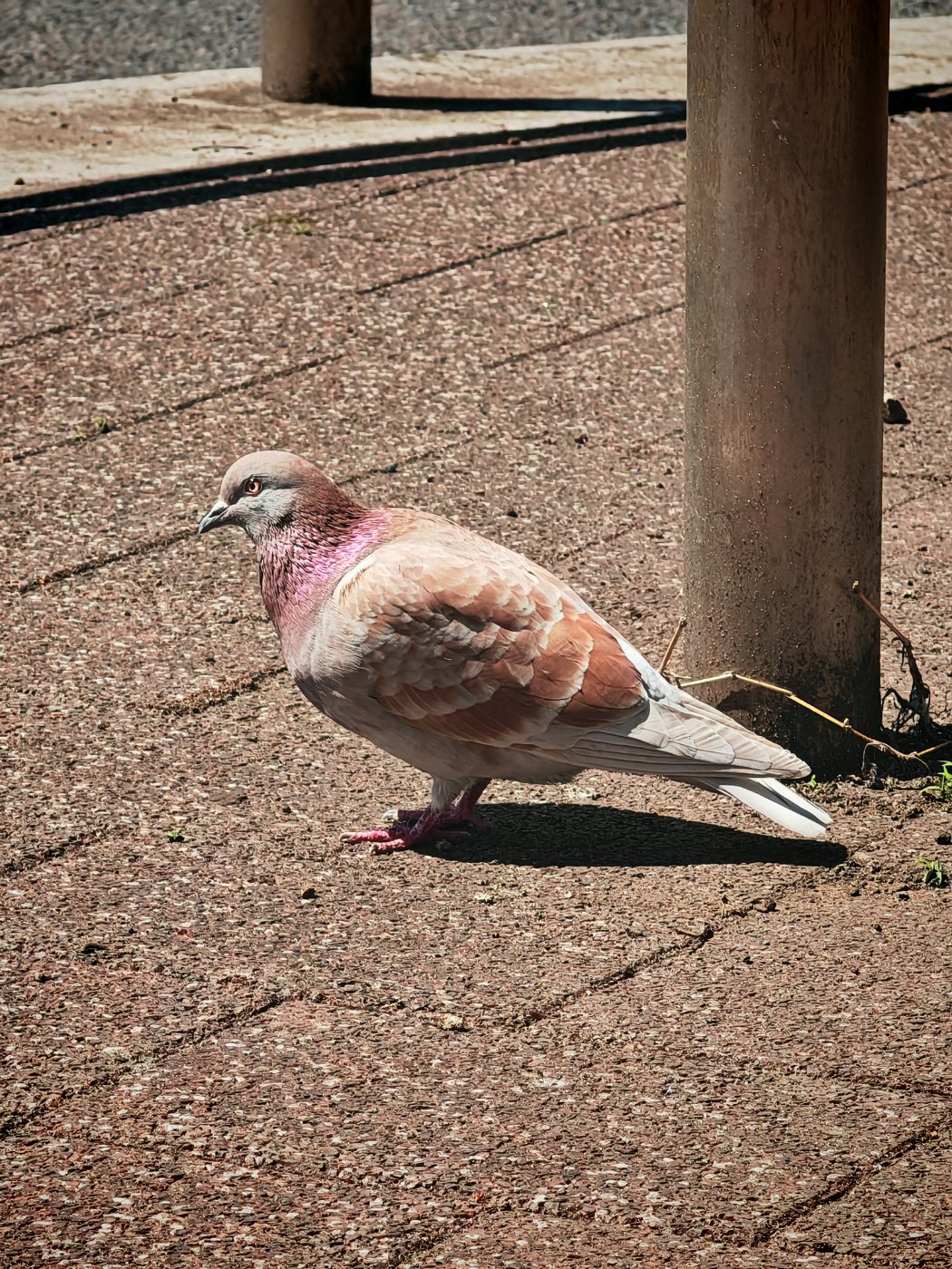 カワラバト