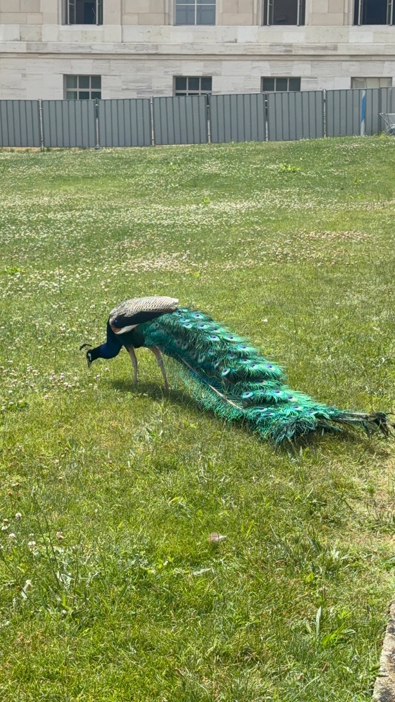 インドクジャク